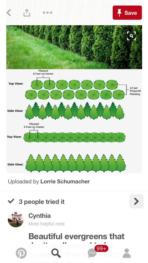 Leland cypress - how to plant double row Leland Cypress Privacy, Leland Cypress Landscaping, Leyland Cypress Landscaping, Cypress Landscaping, Leland Cypress, Farm Landscaping, Evergreen Landscape, Garden Hedges, Privacy Landscaping