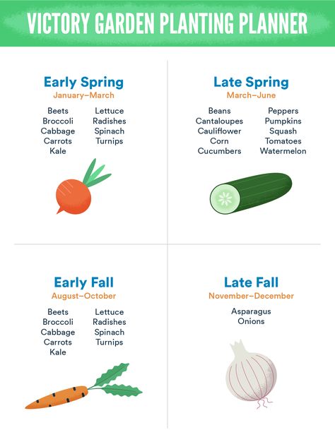 Garden Box Planting Layout, Modern Victory Garden, Salad Garden Layout Raised Beds, Intercropping Vegetable Garden Layout, No Till Garden Layout, Victory Garden Layout, Victory Garden Plans, Garden Plots Layout, Raised Garden Beds Diy Vegetables