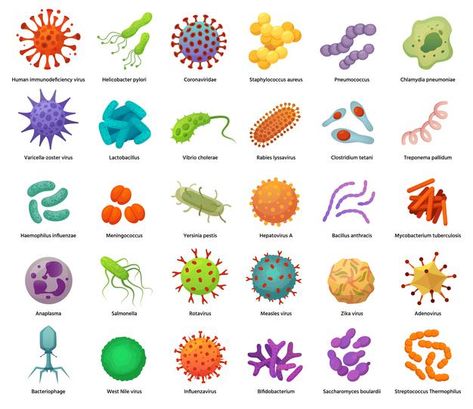 Iconos de bacterias y virus. bacterias, ... | Premium Vector #Freepik #vector #fondo #medico #dibujos-animados #humano Bacteria Types, Bacteria Cartoon, Human Body Science, Biology Art, Infection Prevention, Infection Control, Hand Hygiene, Microbiology, Science Fair