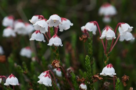 Cassiope mertensiana is a species of flowering plant known by the common names western moss heather and white mountain heather. White Heather Flower, Canadian Mountains, Heather Gardens, Scottish Flowers, Heather Plant, Heather Flower, Scottish Heather, Light Flowers, Japanese Mountains