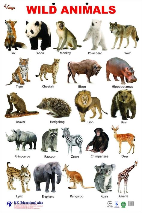 Wild Animals: Facts 09D in 2022 | Wild animals pictures, Zoo animals photos, Wild animals list Animals Name With Picture, Animals Name List, Wild Animals List, Animal Pictures For Kids, Animals Name In English, Animal Sound, Different Types Of Animals, Wild Animals Photos, Learning English For Kids