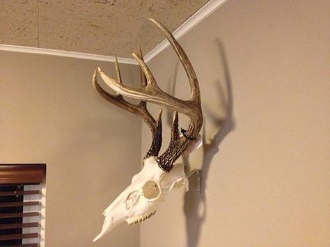 Skull Hanging Deer Skull Wall Mount, European Mount Ideas, Deer Mount Decor, Diy Antler, Deer Mount Ideas, Deer Hunting Decor, Deer Skull Mount, Elk Skull, Deer Head Decor