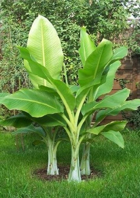 Banana Trees Landscape, Grow Banana Tree, How To Grow Bananas, Elephant Ear Plant, Banana Plants, Banana Tree, Edible Landscaping, Elephant Ears, Growing Fruit