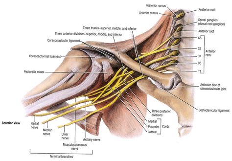 Brachial Plexus Nerve Anatomy, Brachial Plexus, Radial Nerve, Ulnar Nerve, Median Nerve, Elbow Pain, Licensed Massage Therapist, Chronic Pain Relief, Muscle Anatomy