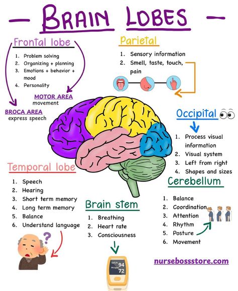 Diy Brain Model, Right Brain Activities, Brain Anatomy And Function, Brain Lobes, Medical Assistant Student, Learn Biology, Nursing School Essential, Basic Anatomy, Nurse Study