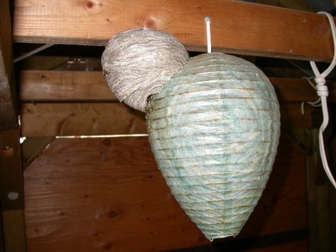 Do Fake Wasp Nests Really Work? - Laidback Gardener Fake Wasp Nest, Wasp Deterrent, Wasp Nest, Wood Pile, Chinese Lanterns, Waste Paper, Wasp, A Plus, Garden Center