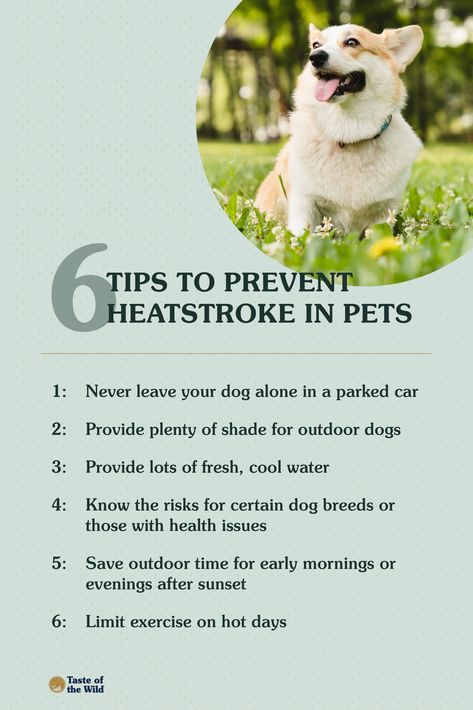 Summer heat mixed with outdoor activities can lead to dangers for our pets such as heatstroke. Check out our safety tips to help prevent heatstroke for your dog or cat this summer. #PetHeatstroke #PetSafety #SummerPetSafety Dog Fundraiser, Puppy Yoga, Dog Training At Home, Dog Infographic, Pet Brand, Pet Quotes, Heat Exhaustion, Dog Summer, Training At Home