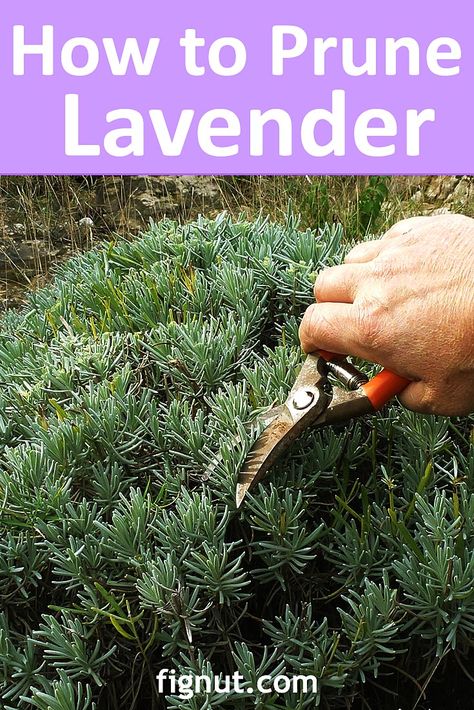 How to Prune Lavender Plant, Bush, Summer and Winter Pruning - FigNut Eucalyptus Bush Garden, Prune Lavender Plant, Lavender Garden Ideas, Lavender Pruning, Lavender Plant Care, Harvesting Lavender, Creative Garden Ideas, Blueberry Gardening, Zone 8b