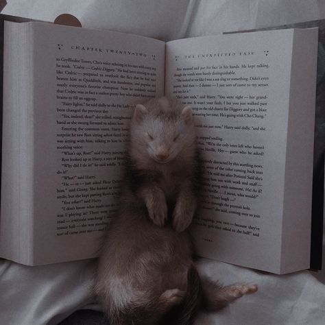 A Ferret, Reading A Book, Ferret, The Words, A Book, Reading