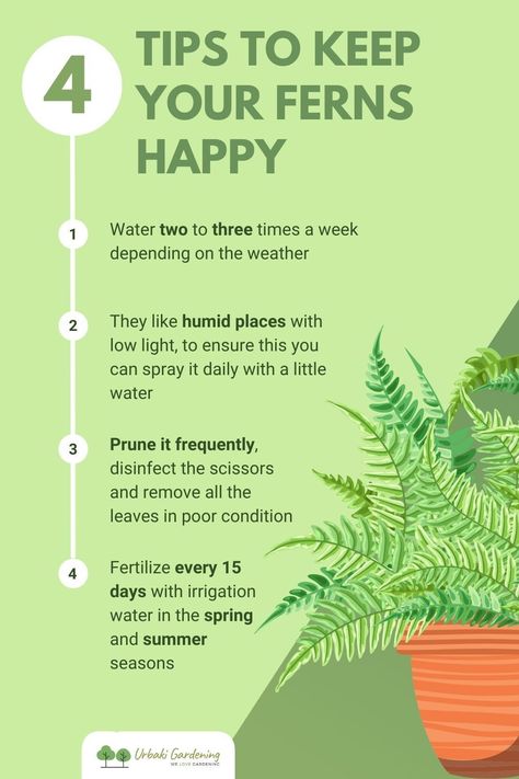 Types Of Ferns Outdoor, Maiden Hair Ferns, How To Care For Boston Ferns Indoors, Lemon Button Fern Care, Fern Planters Ideas Indoor, Fern Care Outdoor, Indoor Ferns Houseplant, Maidenhair Fern Care, Fern Types