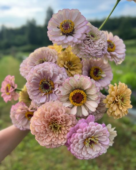 Bright, bold, colorful flowers… #zinniaelegans #zinnias #floretzinnias #zinniasoklahoma Zina Flowers, Zinnia Bouquet, Zinnia Flower, Zinnia Elegans, Zinnia Flowers, Seed Shop, Nothing But Flowers, Flower Therapy, Favorite Flowers