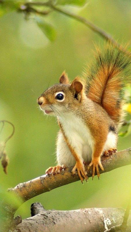 Chipmunk Pictures, Squirrel Pics, Squirrel Wallpaper, Tattoos Aesthetic, Squirrel Pictures, Sculpture Inspiration, Squirrel Art, Fox Squirrel, Squirrel Girl