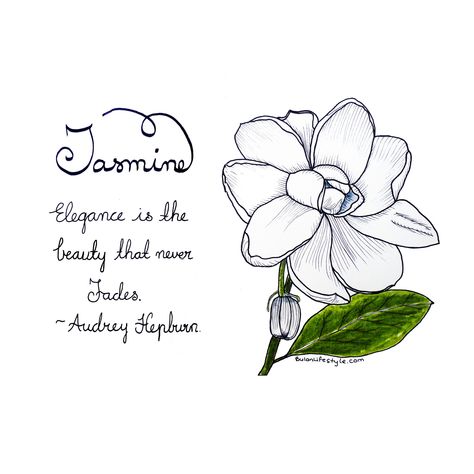 Cape Jasmine Tattoo, Jasmine Flower Quotes, Jasmine Flower Sketch, Jasmine Art, Simple Flower Drawing, Easy Flower Drawings, Delphinium Flowers, Buttercup Flower, Moleskine Art