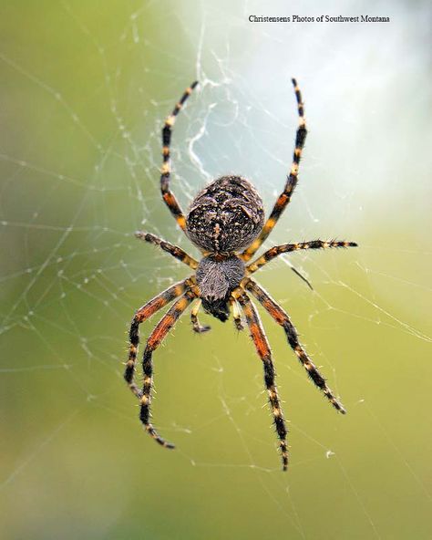 Spider Photography, Spider Photo, Drawing Spider, Spider Web Nails, Cake Spiderman, Tattoo Spider, Nails Spider, Web Nails, Costume Spider