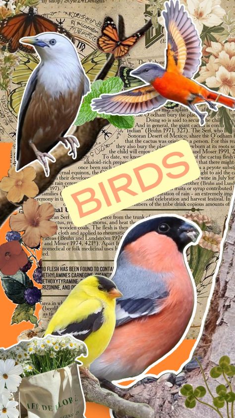 birds #birds #birdwallpaper #wallpaper #wallpaperlockscreen Ornithology Aesthetic, Album Art Design, Bird Wallpaper, Sonoran Desert, Zoology, Cute Birds, Classroom Themes, Ipad Wallpaper, Wallpaper Iphone Cute