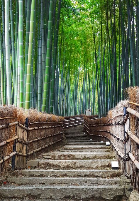 Bamboos – Seeing a lot of Instagrammers reposting this location saying it’s Arashiyama Bamboo Grove, but it’s really at next to the top cemetery in Adashino Nenbutsuji The post Bamboos – Seeing a lot of Instagrammers reposting this location saying it’s Arashiyama Bamboo Grove, but it’s really at next to the top cemetery in Adashino Nenbutsuji appeared first on Alo Japan. Arashiyama Bamboo Grove, Japan Places To Visit, Bamboo Landscape, Japan Places, Bamboo Grove, Handmade Baskets, Japan Photo, Kyoto Japan, Photo Photography