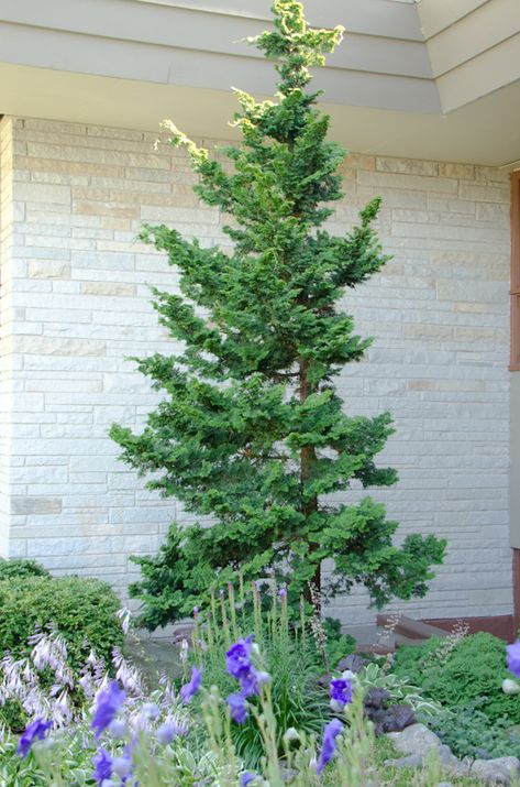 Jade Waves Fernspray False Cypress, Slender Hinoki Cypress Tree, Slender Hinoki Cypress, Chamaecyparis Obtusa, Hinoki Cypress, Front Fence, Plant Zones, Sloped Garden, Yard Project