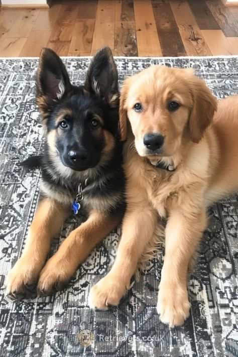 German Shepherd And Golden Retriever, Golden Retriever And German Shepherd, Small Golden Retriever, Dogs In Love, Golden Shepherd, Cute Golden Retriever Puppy, Puppy German Shepherd, Perros Golden Retriever, Golden Puppies