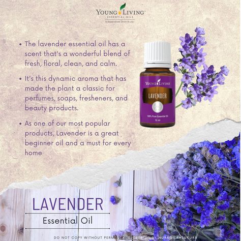 Benefits of Lavender Essential Oil by Young Living Benefits Of Lavender Essential Oil, Lavender Essential Oil Young Living, Benefits Of Lavender, Young Living Lavender, Lavender Perfume, Lavender Benefits, Young Living Essential Oils, Lavender Essential Oil, Young Living