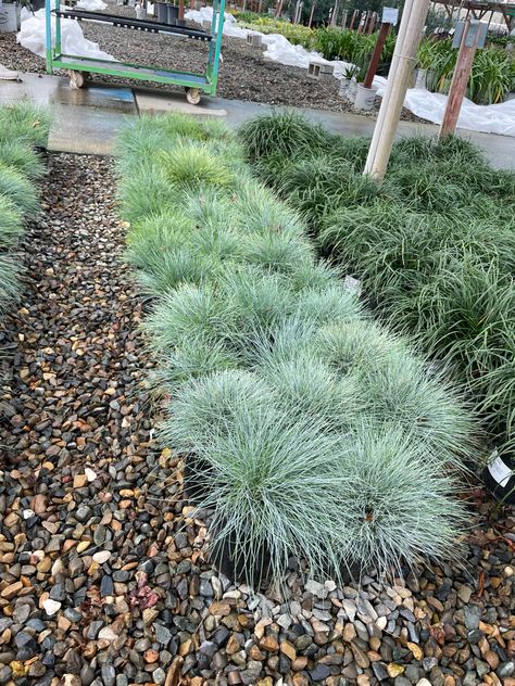 Festuca Glauca, Front Yard Plants, Yard Plants, California Native Plants, Native Plants, Front Yard, Cartier, Garden Ideas, Yard