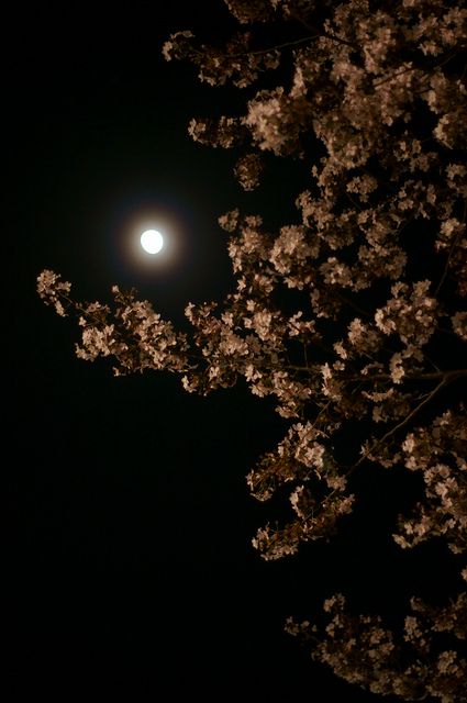 Moon And Flowers, Purple Flowers Wallpaper, Amoled Wallpapers, Love Wallpapers Romantic, Vintage Flowers Wallpaper, Backgrounds Aesthetic, Flowers Photography Wallpaper, Night Flowers, The Nights