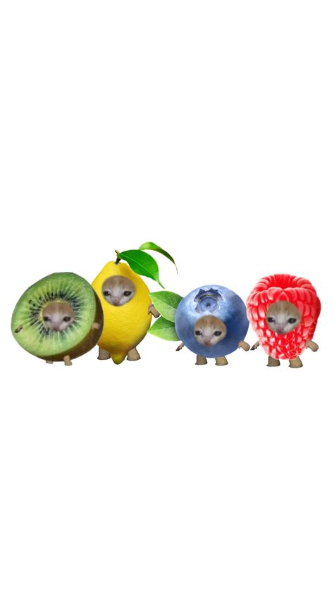 fruit cats group Group Icons Funny, Group Chat Profile Pictures For 4 People, Cute Wallpapers Food, Aesthetic Gc Photo, Fruit Wallpaper Aesthetic, Pfp For Group, Fishbowl Pfp, Group Chat Pfp, Silly Wallpapers