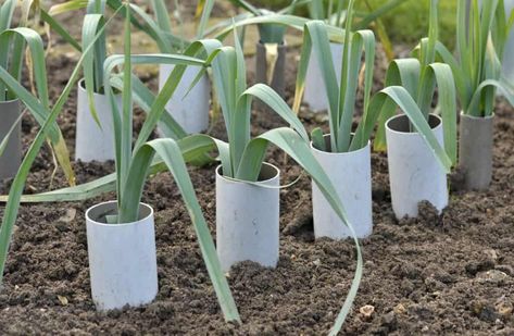 Grow Leeks, Growing Leeks, Vegetable Garden Diy, Veg Garden, Home Vegetable Garden, Vegetable Garden Design, Room With Plants, Veggie Garden, Edible Garden