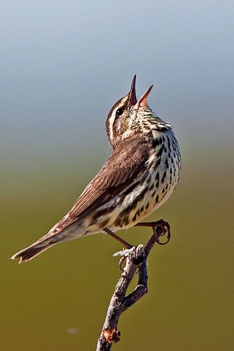 Kinds Of Birds, Shorebirds, All Birds, Animal Cards, Bird Photo, Sweet Animals, Wild Birds, Bird Species, Bird Feathers