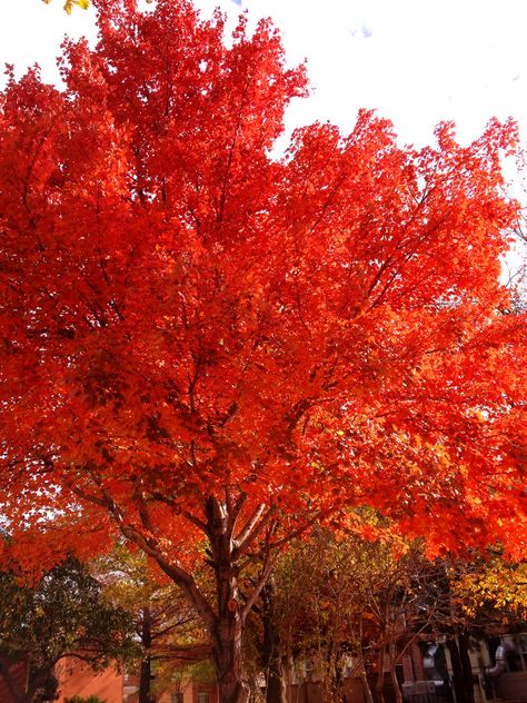 Fall beauty. UCO Edmond, Oklahoma. Fall Dogs, Edmond Oklahoma, Deer Creek, Fall Beauty, Fall Dog, Pretty Pics, Weather Report, Autumn Beauty, Oklahoma City