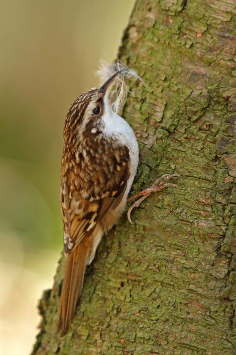 Brown Creeper - 7/2/93 - Big Wheeling Creek Camp Brown Creeper, Uk Birds, Nuthatches, British Birds, Animal Guides, British Garden, Bird Photos, Garden Birds, Bird Watcher