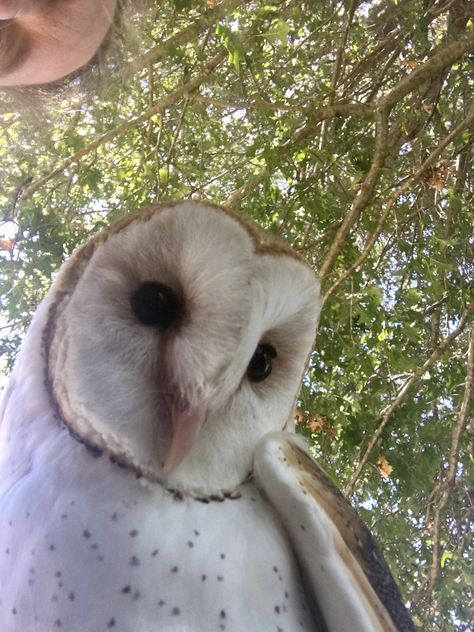 Barn owl Selfie Barn Owl Aesthetic, Night Owl Aesthetic, Vee Core, Hogwarts Owl, Owl Meme, Owl Aesthetic, Owl Kids, Barn Owls, Hat Aesthetic