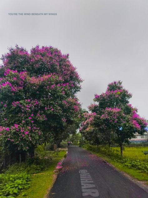 #Natural beauty, #flowers , #pinkflowers , #pink, #India, #Assam, #greenery, #photography , #nature ,#trees Assam Natural Beauty, Assam Photography, Assam Beauty, Greenery Photography, Aesthetic Reference, Dark Background Wallpaper, Valley Of Flowers, Beauty Flowers, Tea Garden