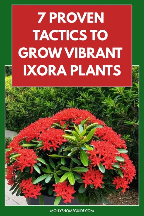 Discover the secrets of growing beautiful ixora plants with our comprehensive guide! Learn how to care for your ixora plant with our expert tips. From planting to pruning, we've got you covered. Enhance your gardening skills and create a stunning botanical display in your garden with lush and vibrant ixora blooms. Uncover the step-by-step process on how to grow ixora plants successfully all year round. Ixora Plant Landscaping, Ixora Plant, Botanical Display, Scale Insects, Soil Ph, Container Gardens, Peat Moss, Pool Landscaping, How To Grow