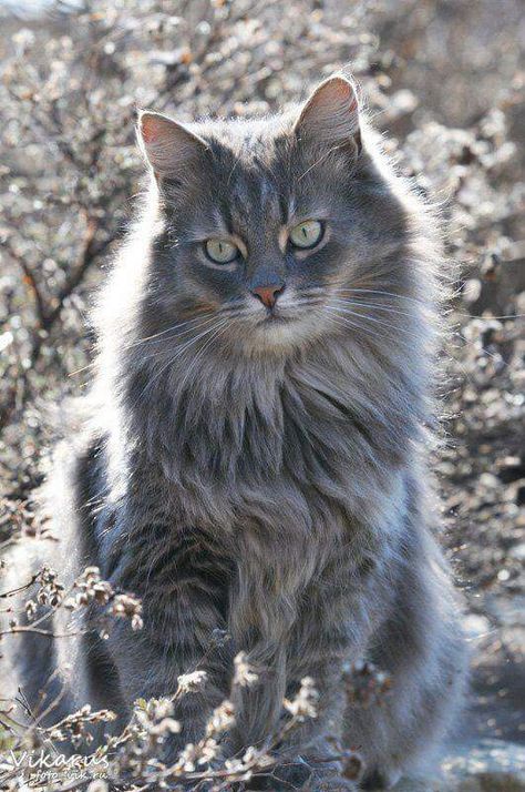 Hello Gorgeous! Söt Katt, Gray Cat, Grey Cat, Siberian Cat, Cat Photography, Domestic Cat, Cute Cats And Kittens, Warrior Cats, Beautiful Cat