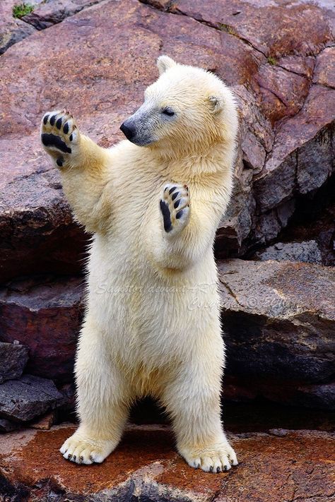 #Awwwwwwwwwwww Polar Bear Paw, Baby Polar Bears, Bear Images, Bear Pictures, Love Bear, Bear Cubs, Wildlife Animals, Cute Animal Pictures, Animal Photo