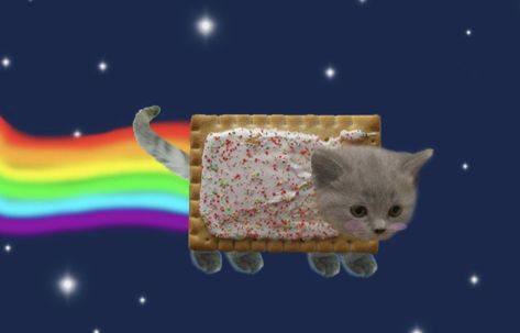 Nyan cat as an actual cat Nyan Cat