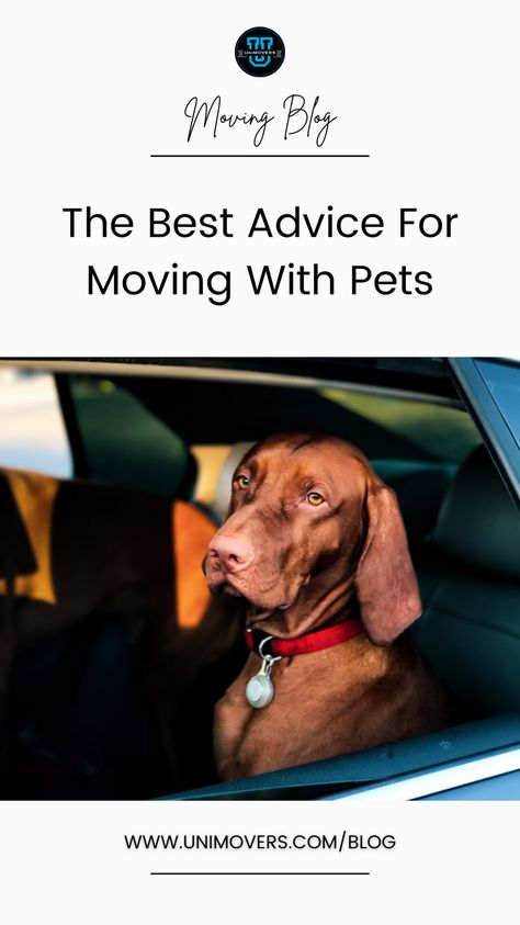 Moving With A Dog, Moving Prep, Moving With Pets, College Abroad, Moving Countries, Planning A Move, Moving To Another State, International Move, Moving Cross Country