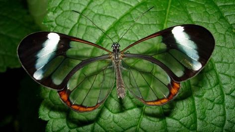 Glasswing Butterfly (Greta oto) Central to South America Morpho Azul, Greta Oto, Glasswing Butterfly, Butterfly Video, Atlas Moth, Flight Patterns, Namib Desert, Rainbow Butterfly, Butterfly Effect