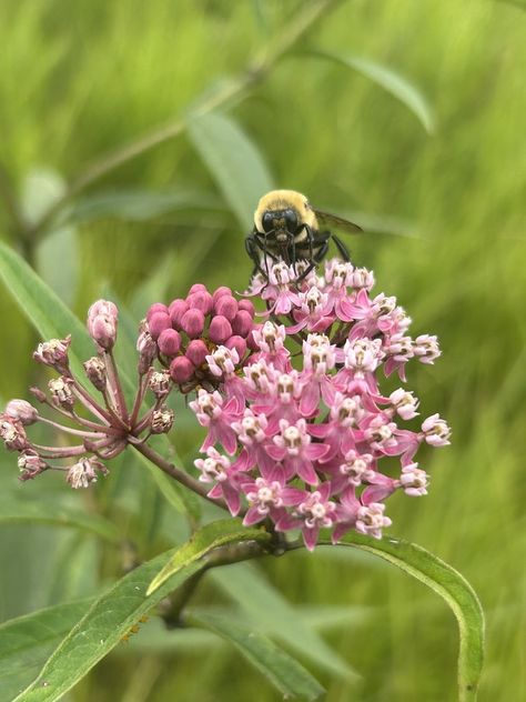 swamp milkweed (Asclepias incarnata) Sarah Ross, Asclepias Incarnata, Swamp Milkweed, Scream, Maine