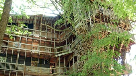 Amusing Planet: Massive Tree House in Crosville, Tennessee: The Largest in The World Tree Homes, Crossville Tennessee, Massive Tree, White Oak Tree, Crossville Tn, A Mansion, Giant Tree, Storage Sheds, Unusual Homes