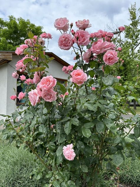 Pink rose bush spring time stock photography Pink Rose Bush, Leaf Paintings, Flower Garden Design, Gold Leaf Painting, Rose Bush, Delaware, Spring Time, Gold Leaf, Pink Rose