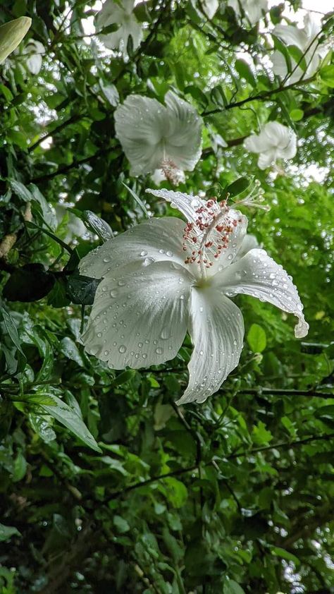 https://t.co/22NbBIFzuV Village Photography Nature, Office Fall Decorations, Office Fall Decorations Ideas, Ganpati Photography, Bedroom Window View, Photography Nature Flowers, Black And White Nature Photography, Nature Black And White, Flowers Dp