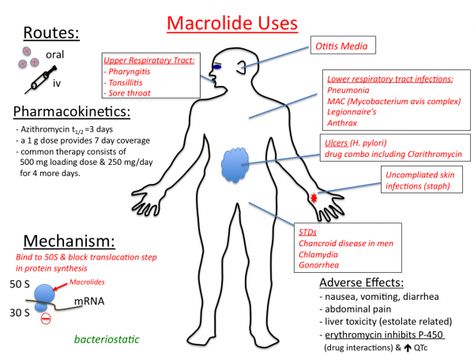 Related image Aminoglycosides Pharmacology, Pharmacology Antibiotics, Pharmacy Knowledge, Cranial Nerves Mnemonic, Nursing Life, Pharmacy School, Pulmonology, Pharmacology Nursing, Nursing School Tips