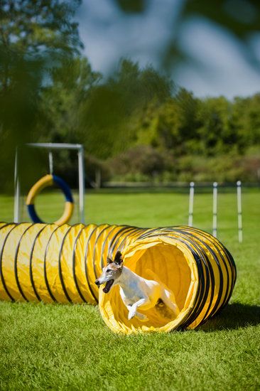 Dog Agility Course Diy, Dog Backyard, Dog Agility Course, Agility Training For Dogs, Playground Ideas, Dog Playground, Easiest Dogs To Train, Dog Brain, Dog Agility