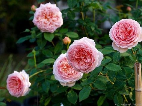 'Abraham Darby ' Rose Photo Abraham Darby Rose David Austin, Abraham Darby Rose, Arbor Gate, Rose Bed, Austin Rose, Sunset Rose, Rose Photo, Beautiful Outdoor Spaces, David Austin Roses