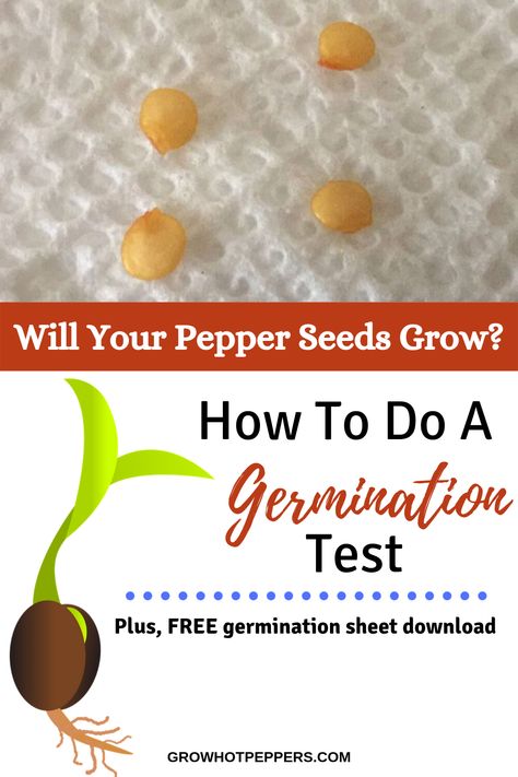 Saving Jalapeno Seeds, How To Save Bell Pepper Seeds, Pepper Seeds From Peppers, How To Plant Green Pepper Seeds, How To Grow Peppers From Seeds, Growing Green Peppers, Growing Jalapenos, Types Of Seeds, Growing Hot Pepper