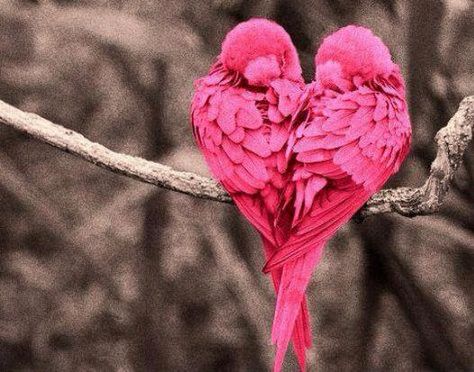 Heart In Nature, Pink Birds, Airbrush Art, Jolie Photo, Pretty Birds, Alam Yang Indah, Colorful Birds, Pink Love, 귀여운 동물