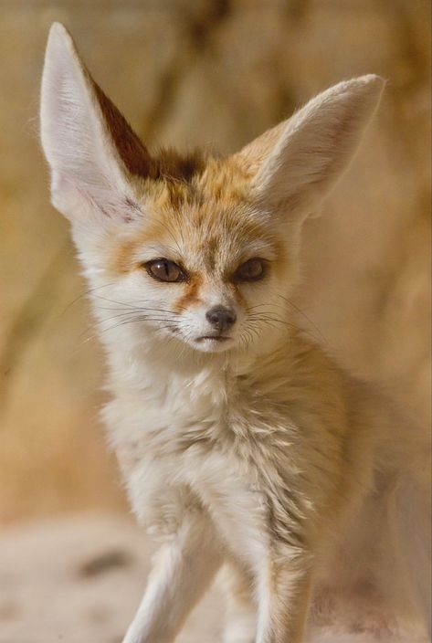 A small fox native to the deserts of North Africa. A distinctive feature is its large ears, useful in dissipating heat and listening for underground prey. Fenec Foxes, Fennec Fox Pet, Cute Fennec, Animals Tattoo, Tattoo Nature, Desert Fox, Foxes Photography, Fennec Fox, Pet Fox