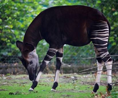 The Forest Giraffe (Okapi) | ferrebeekeeper Okapi Animal, Drc Congo, Wildlife Biology, Animals Sketch, Dublin Zoo, Island Aesthetic, Animals Of Africa, Tropical Forests