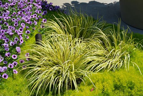 Grass Acorus Ogon, Acorus Gramineus, Plants In Baskets, Bog Garden, Perennial Grasses, Ground Covers, Yellow Plants, Zen Bedroom, Country Gardens